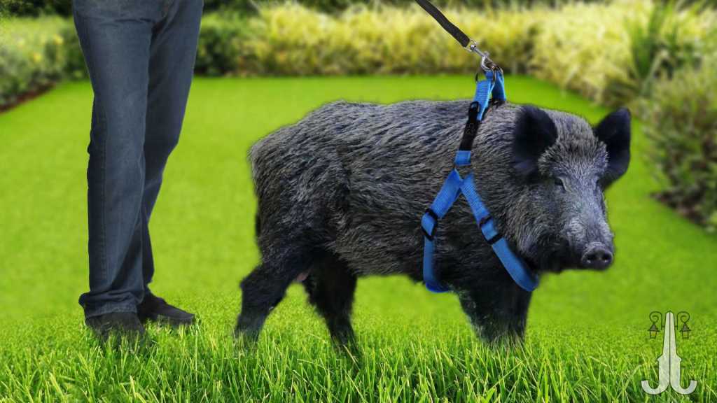 “ADOPTA UN JABALÍ” NUEVA INICIATIVA DEL AYUNTAMIENTO DE MAJADAHONDA PARA 2025